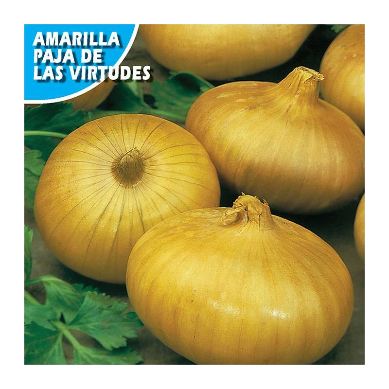 CEBOLLA AMARILLA PAJA VIRTUDES