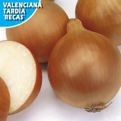 Cebolla Valencia Tardia Recas