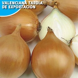 Cebolla Valenciana Tardia de Exportacion