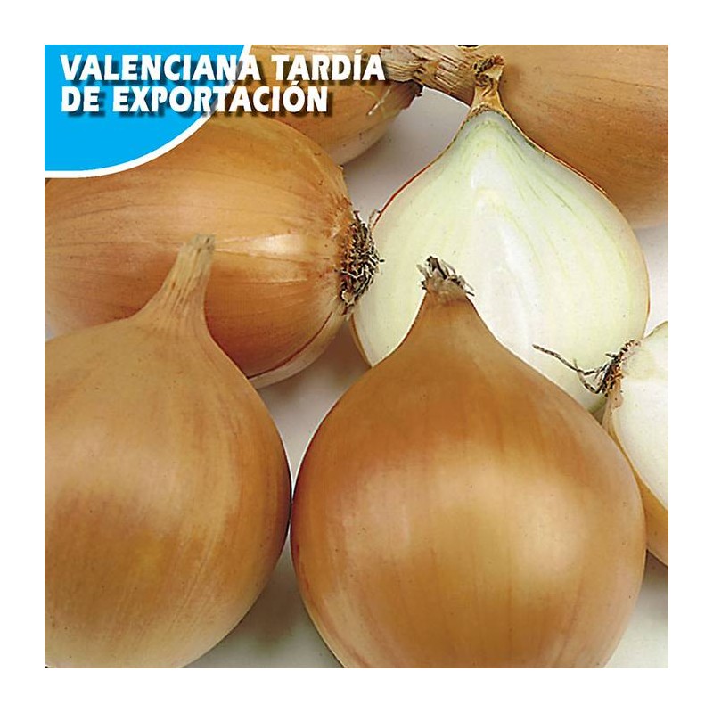 Cebolla Valenciana Tardia de Exportacion