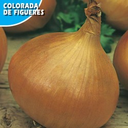 CEBOLLA ROJA DE FIGUERES
