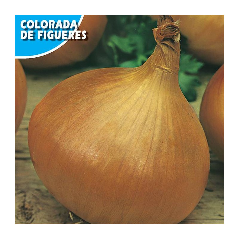 CEBOLLA ROJA DE FIGUERES