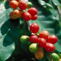 COFFEA ARABICA
