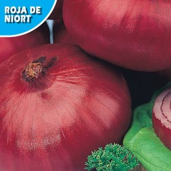 CEBOLLA NIORT COLORADA DE CONDERVAR