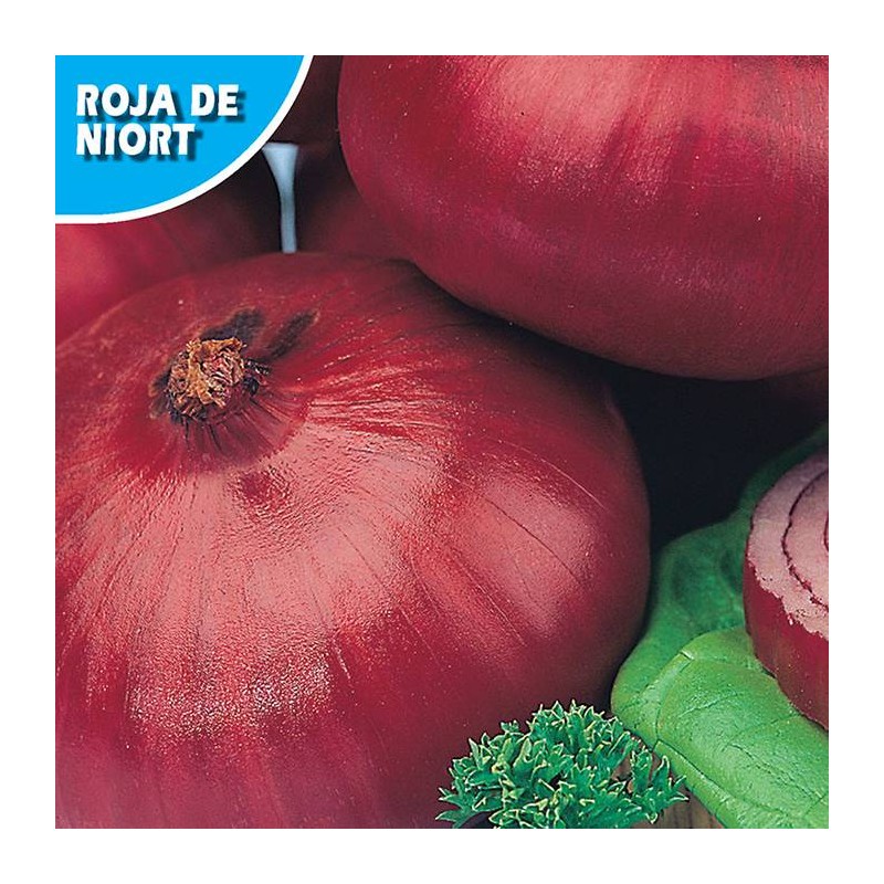 CEBOLLA NIORT COLORADA DE CONDERVAR