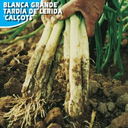 Cebolla Blanca Grande Tardia