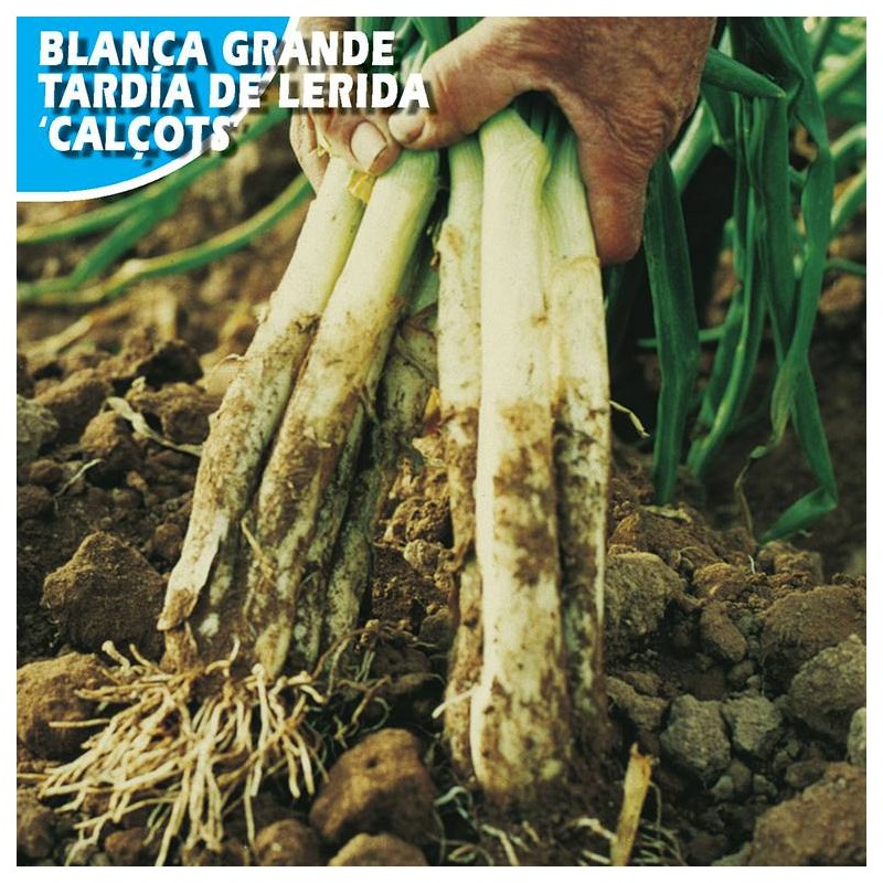 Cebolla Blanca Grande Tardia