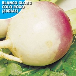 NABO GLOBO COLOR ROXO