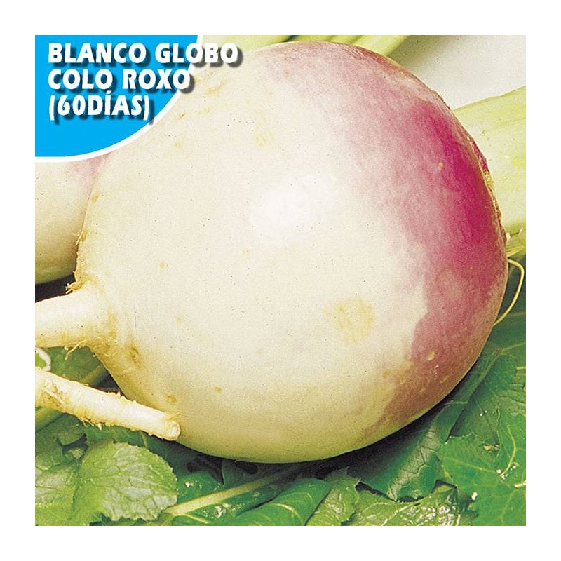 NABO GLOBO COLOR ROXO