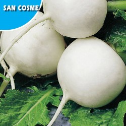 NABO GRELEIRO SAN COSME