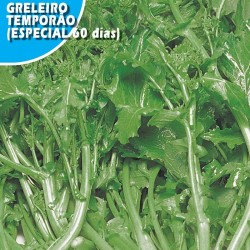 NABO TEMPORAO DE GRELOS