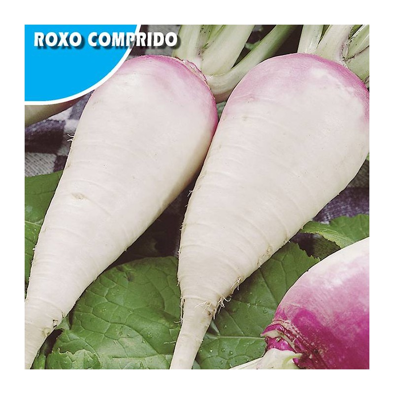 Nabo Roxo Comprimido