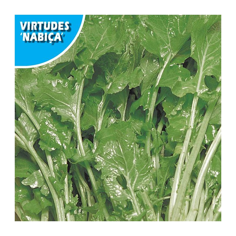 Nabo Virtudes Nabiça