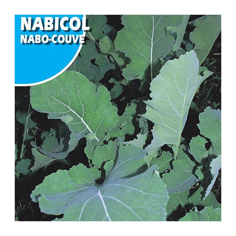 Nabo Nabicol