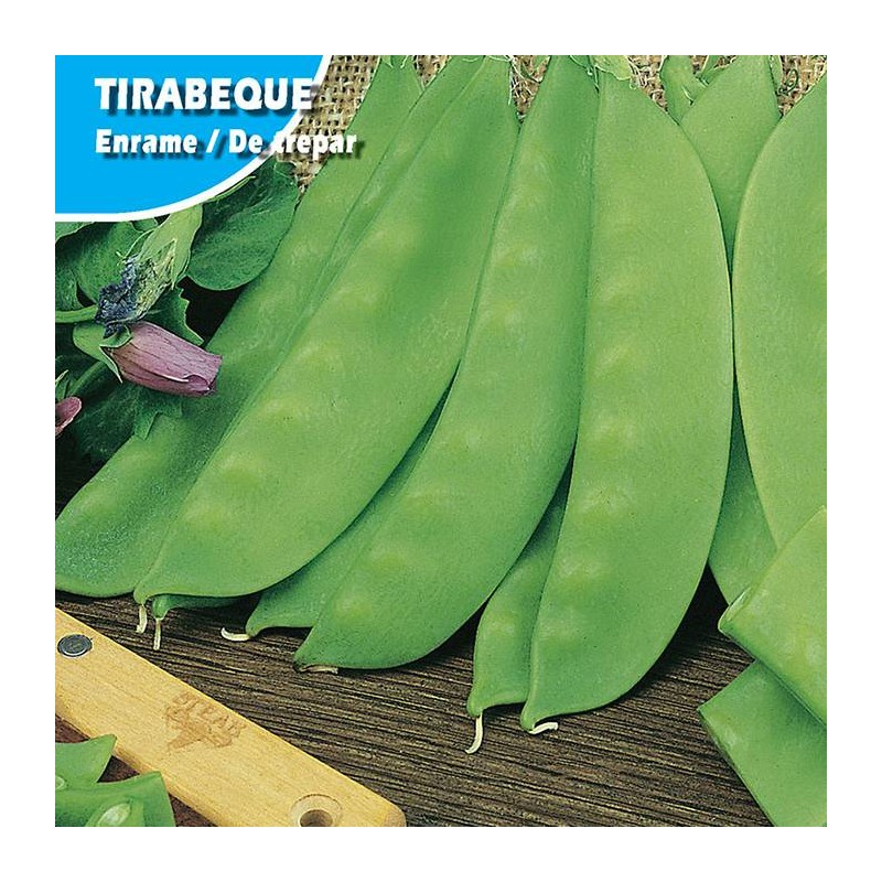 GUISANTE TIRABEQUE -COMETODO