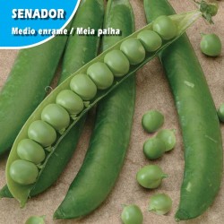 GUISANTE SENADOR-AUSTRALIA