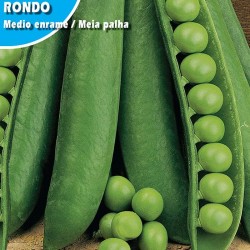 GUISANTE RONDO