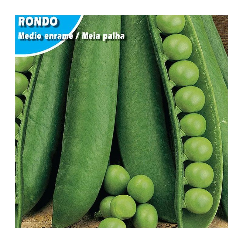 GUISANTE RONDO