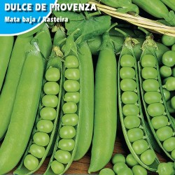 Semillas guisante dulce provenza