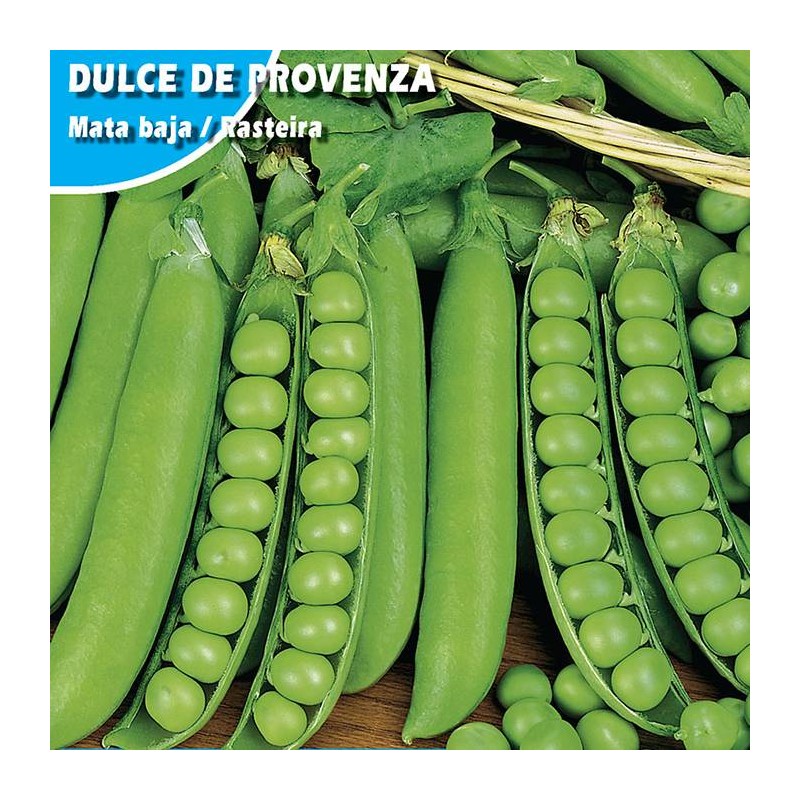 Semillas guisante dulce provenza