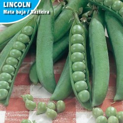 Semillas guisante lincoln