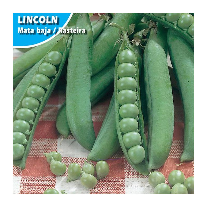 Semillas guisante lincoln