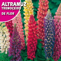 ALTRAMUZ DE FLOR VARIADA