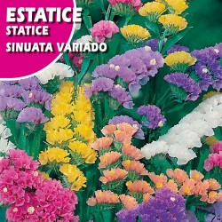 ESTATICE SINUATA AZUL