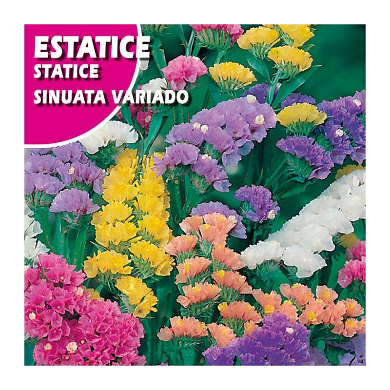 ESTATICE SINUATA AZUL