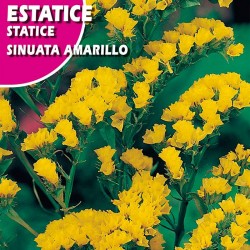 ESTATICE SINUATA AMARILLO