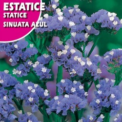 ESTATICE SINUATA AZUL