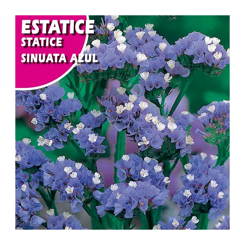 ESTATICE SINUATA AZUL