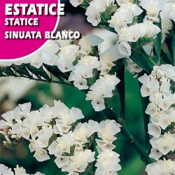ESTATICE SINUATA BLANCO