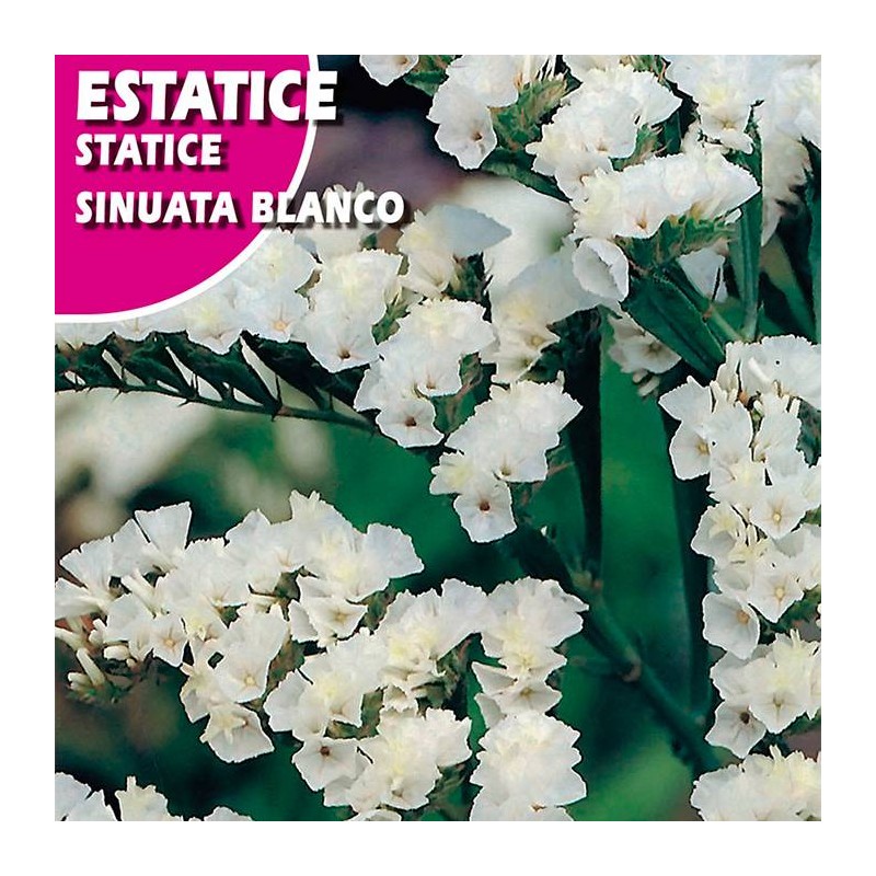 ESTATICE SINUATA BLANCO