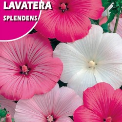 Semillas lavatera splendens variada