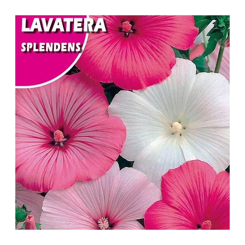 Semillas lavatera splendens variada