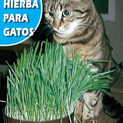 Semillas hierba para gatos