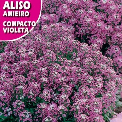 Aliso compacto violeta