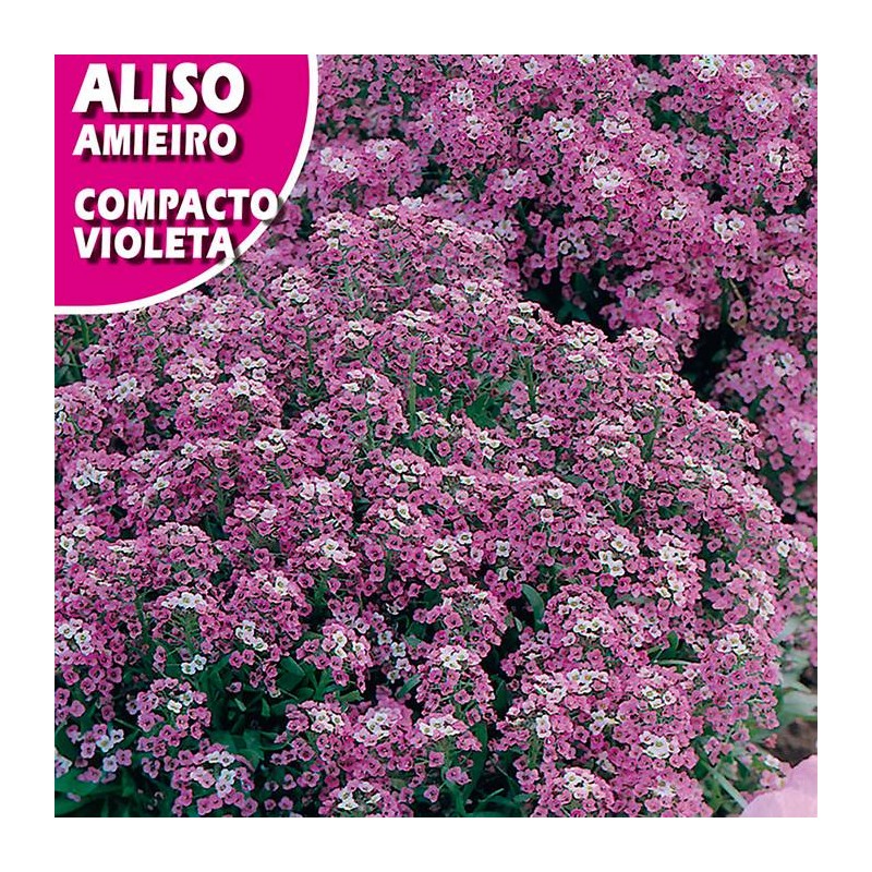Aliso compacto violeta