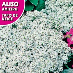 Aliso tapis de neige