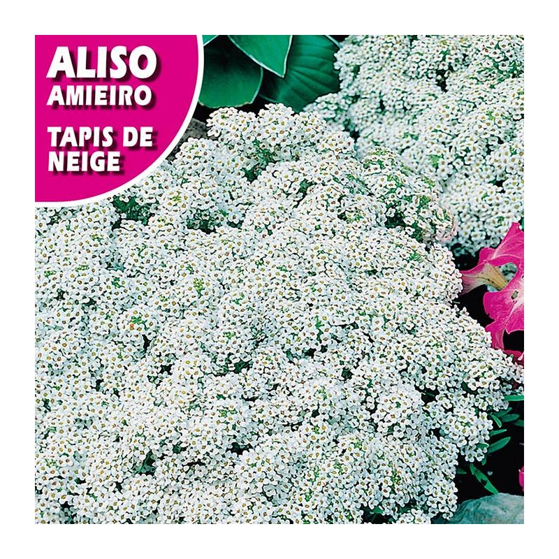 Aliso tapis de neige