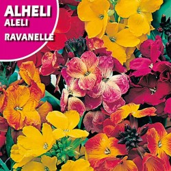 Semillas alheli ravanelle...