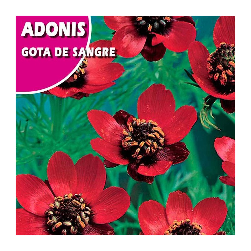 ADONIS GOTA DE SANGRE