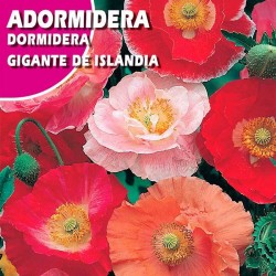 ADORMIREA GIGANTE DE ISLANDIA