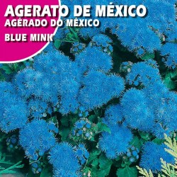 AGERATO DE MEXICO BLUE MINK