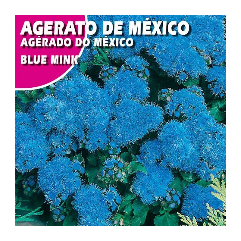 AGERATO DE MEXICO BLUE MINK