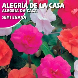 ALEGRIA DE LA CASA SEMI ENANA