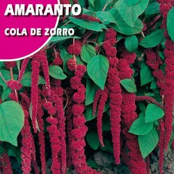 AMARANTO COLA DE GALLO