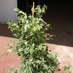 FICUS GANTEL