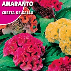 AMARANTO CRESTA DE GALLO